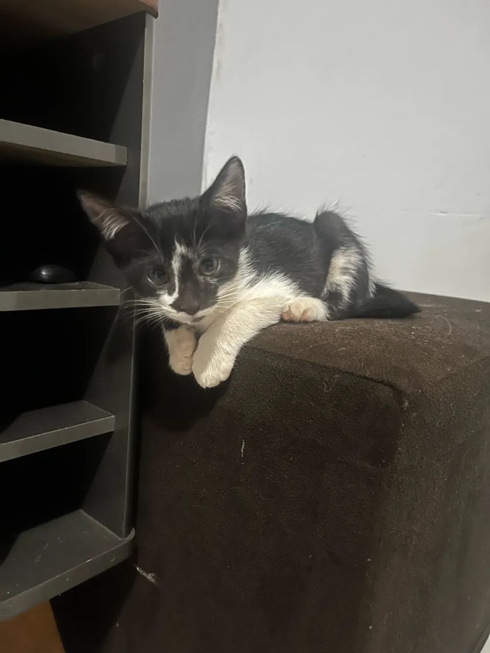 Dia de gato  - Foto 3