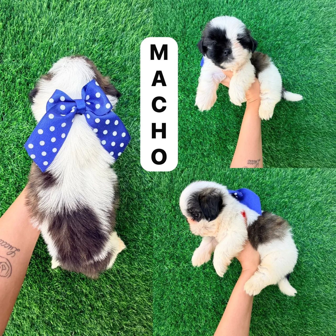 SHITUZ macho 