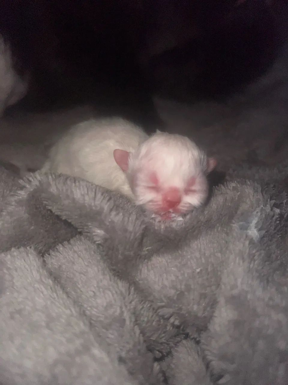 Bebês persa 65570205576579121