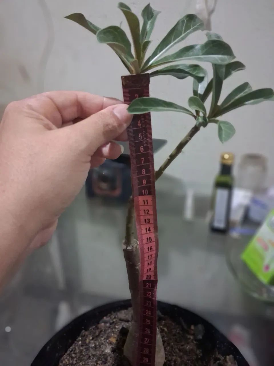 Rosa do deserto com entrega grátis  - Foto 2