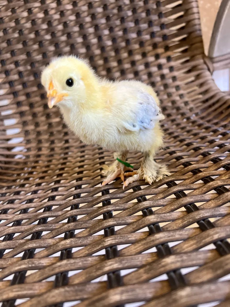 Pintinho galinha Brahma light - Foto 4
