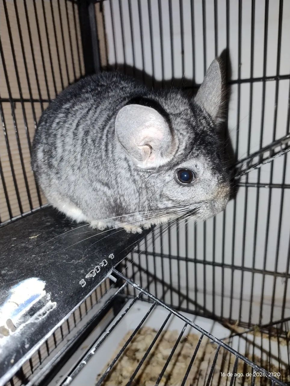 Chinchila
