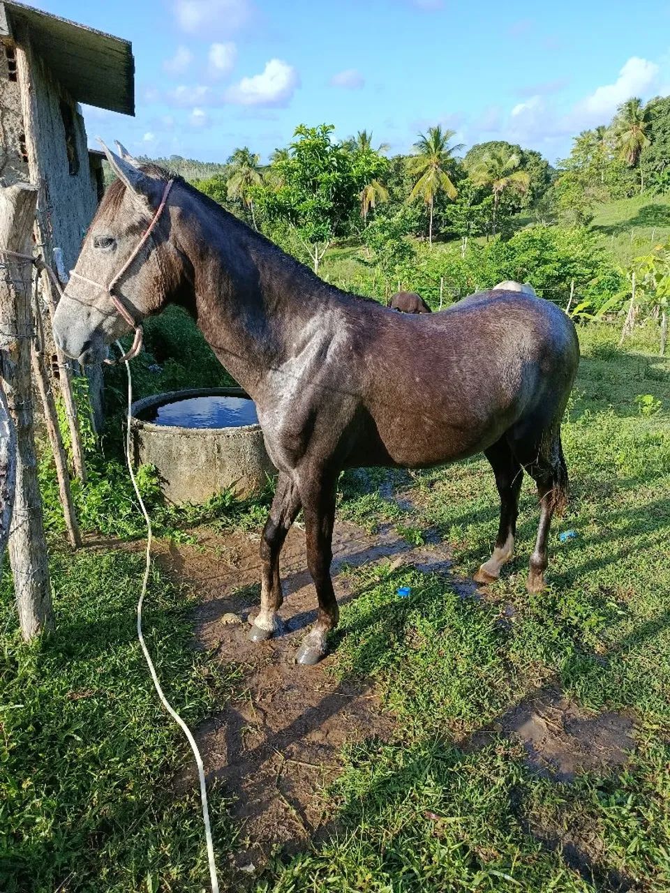 Potra mestiça com muita raça com apenas 1 ano   - Foto 3