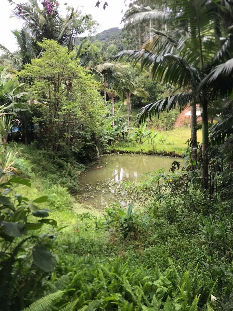 IMÓVEL+TERRENO 6000M2 - Foto 2