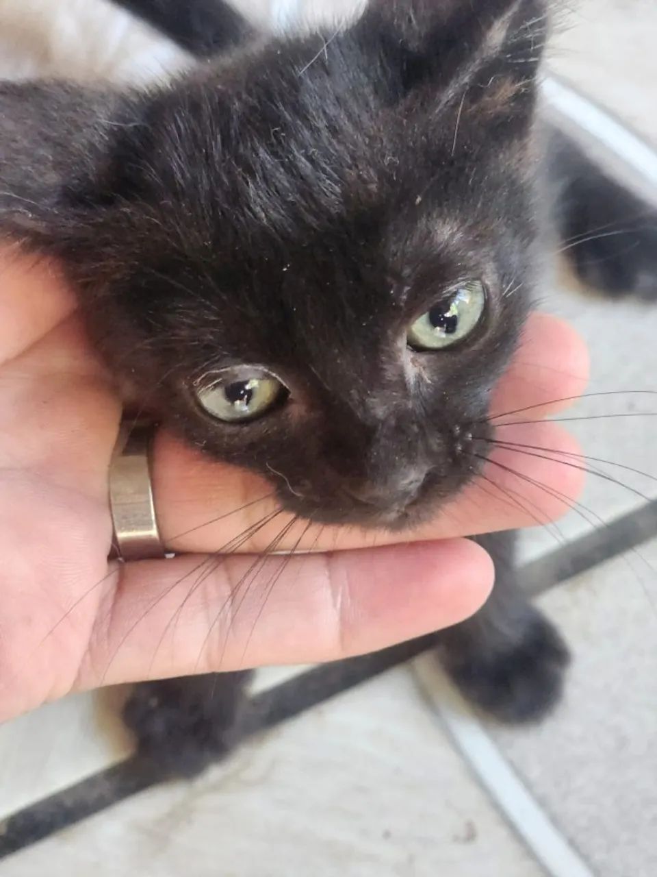 Doação responsável de gatos - Foto 3