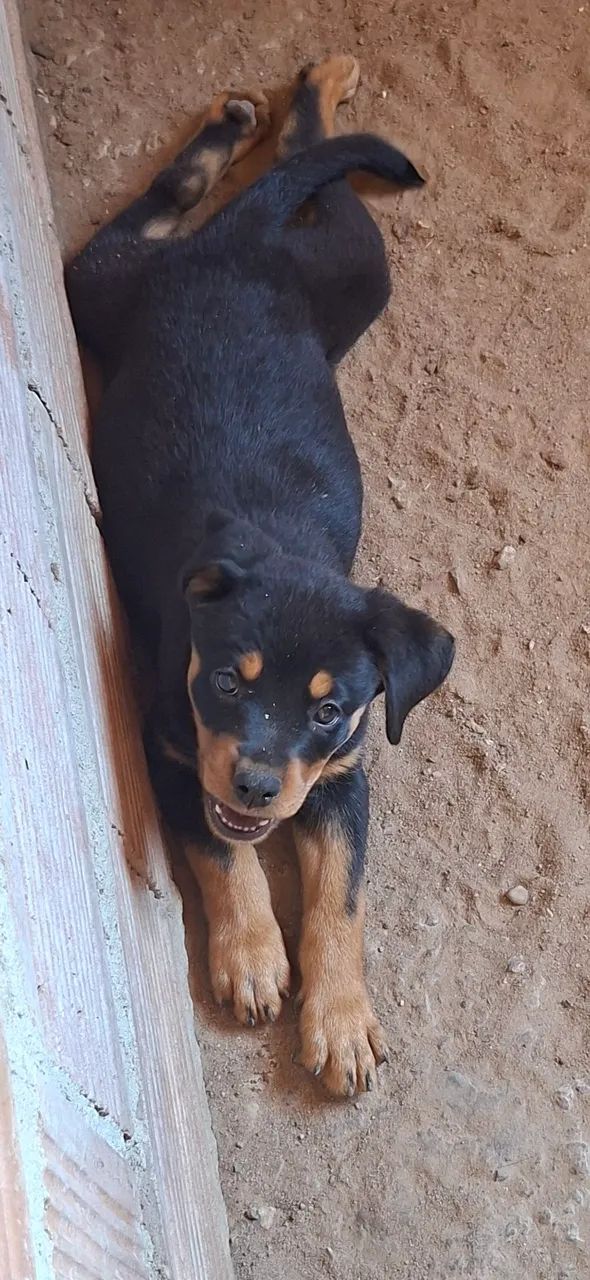 Filhotes de  Rottwalier  - Foto 2