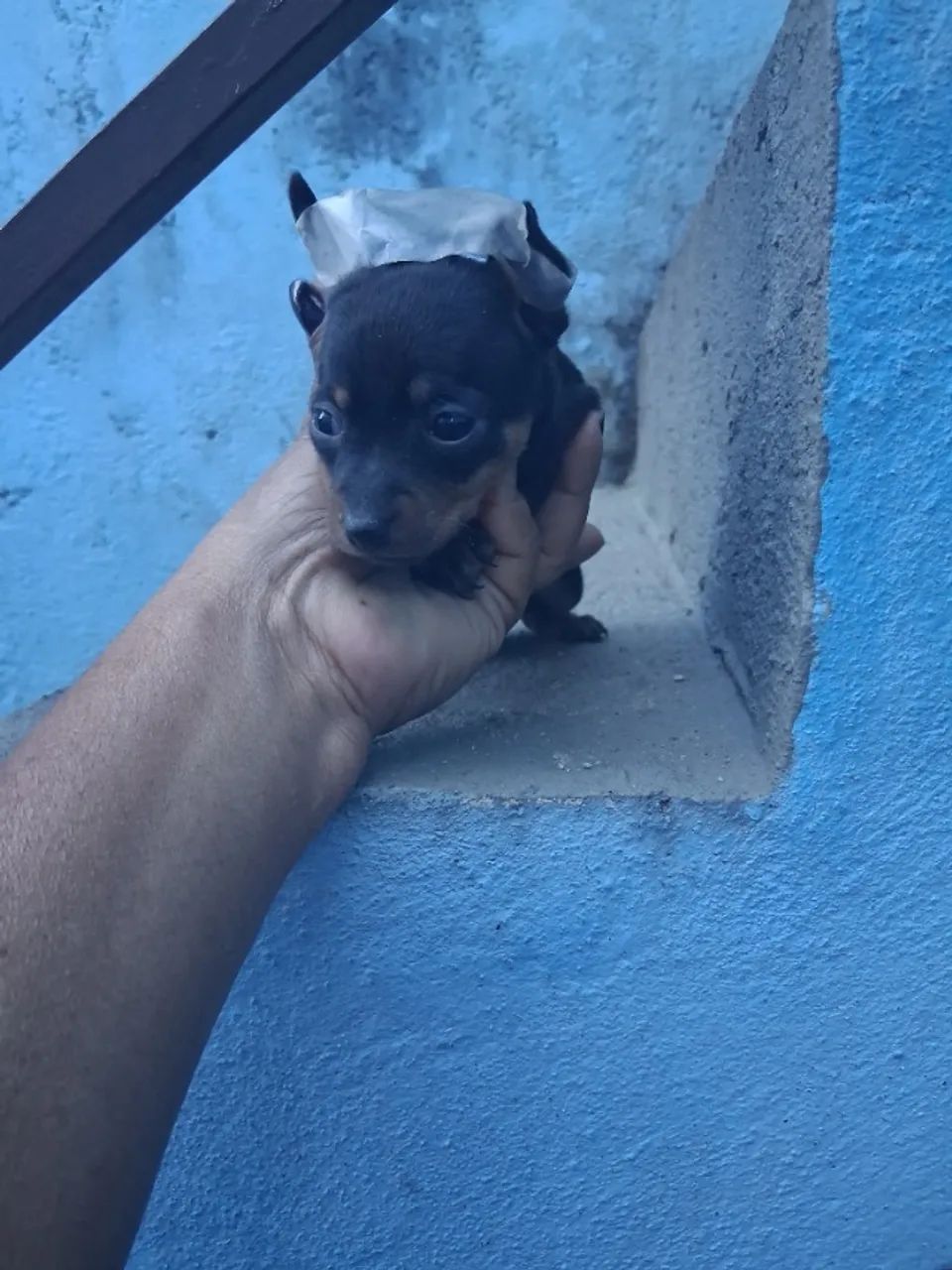 Femeas depinche - Foto 5