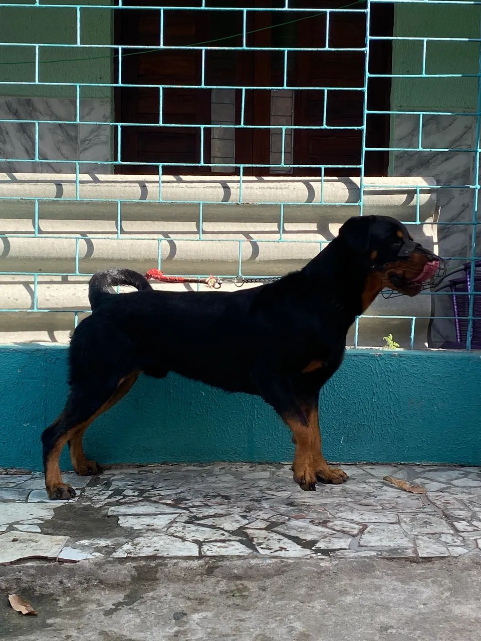 Rottweiler puro 