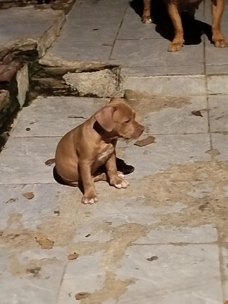 Pitbull 2 mês, fêmea 500,00 - Foto 2