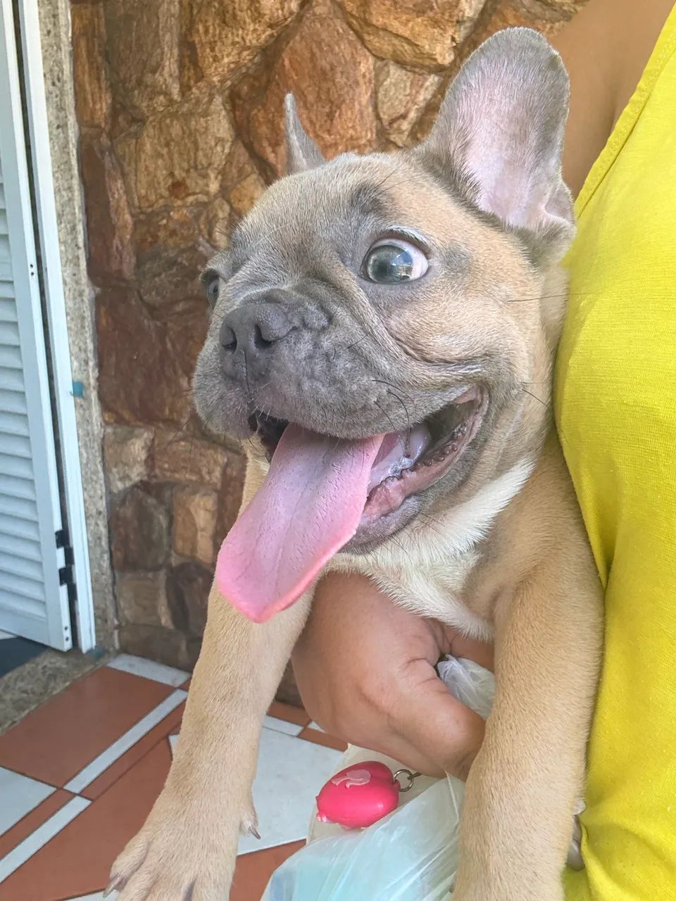 Buldogue francês exótico  - Foto 2