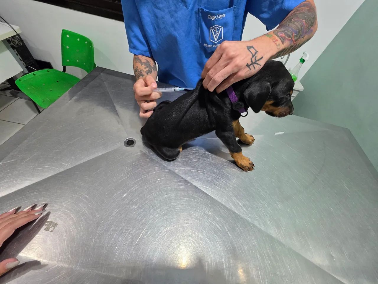 Filhotes de Dobermans Originais (Pedigree) - Foto 4