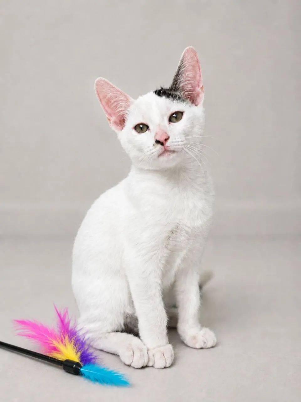 Gatinho para adoção responsável