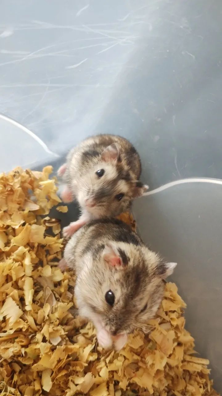 Hamster anão Russo  - Foto 2