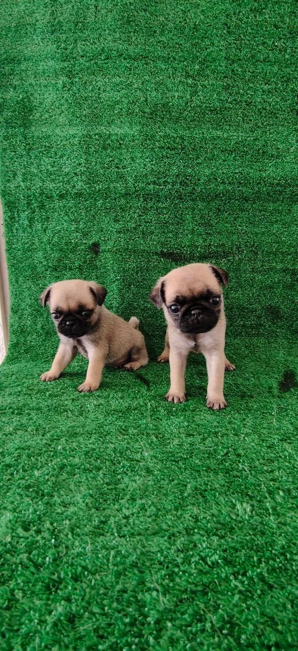Filhotes de Pug macho  - Foto 2