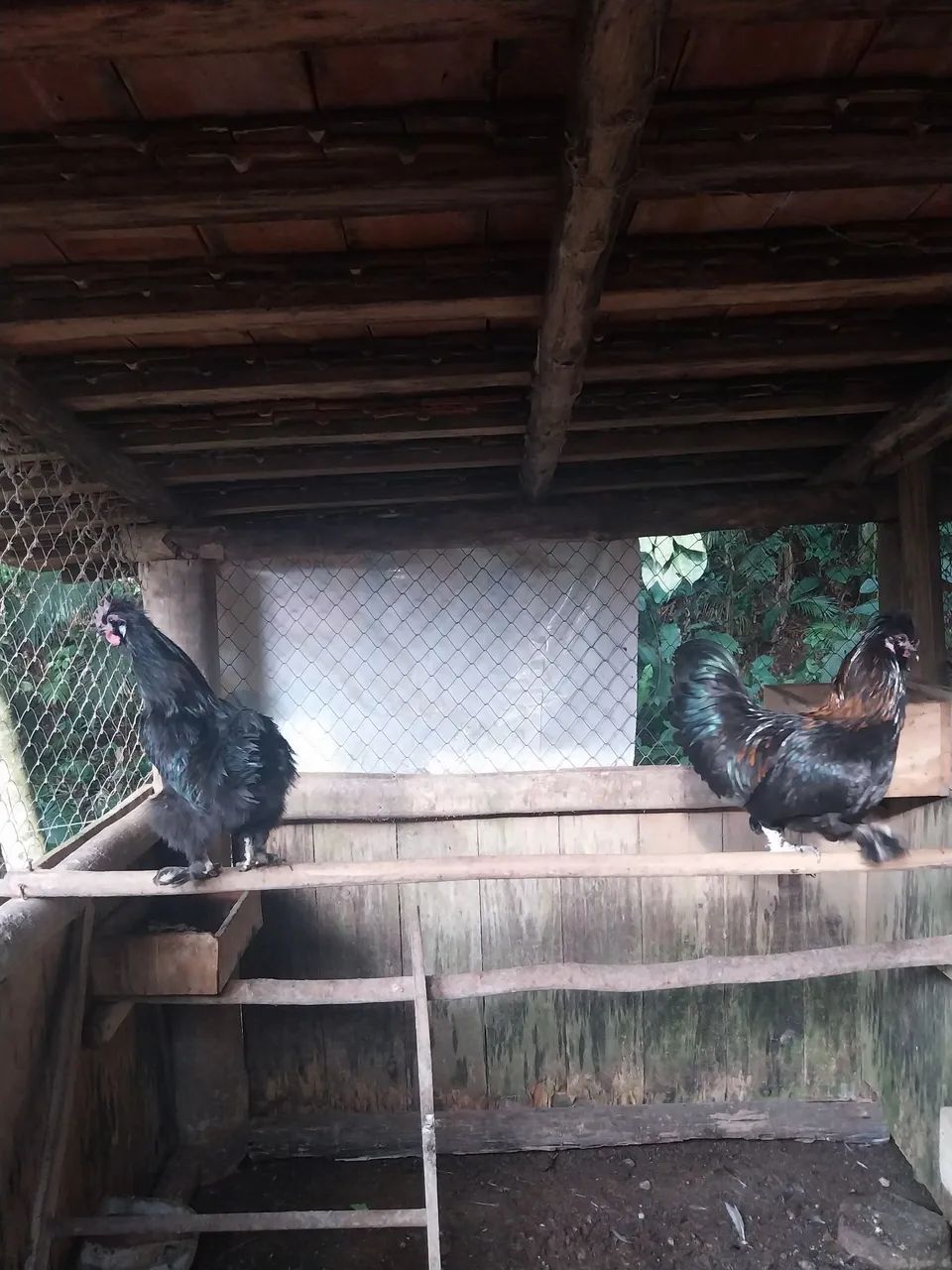 Galos garnize  - Foto 3