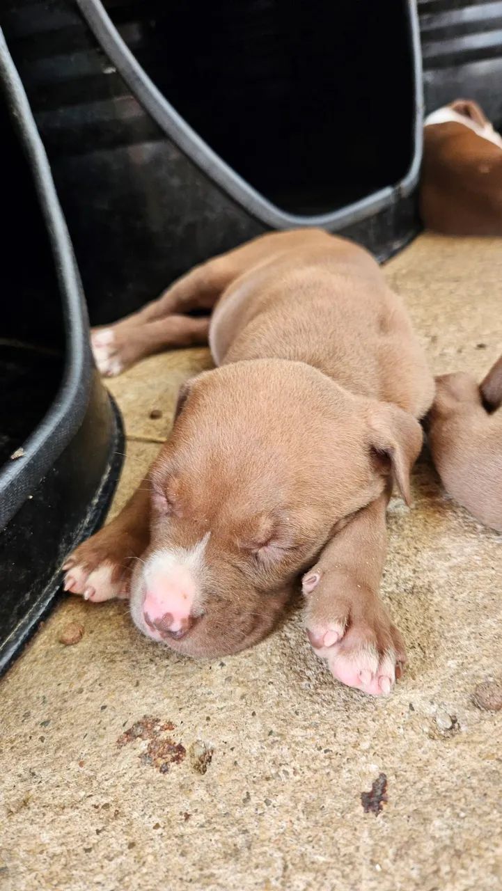 Ninhada de Pitbull disponível para reserva - Foto 5