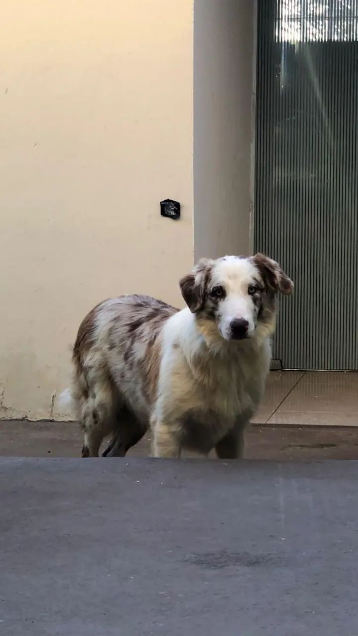 Border Collie macho