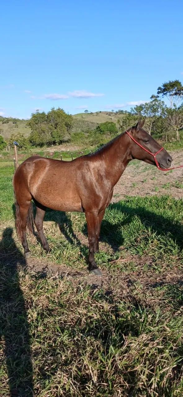 Vendo Eguinha Preta de Picado  - Foto 4