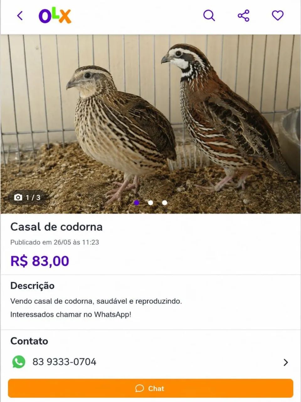 Casal de codorna