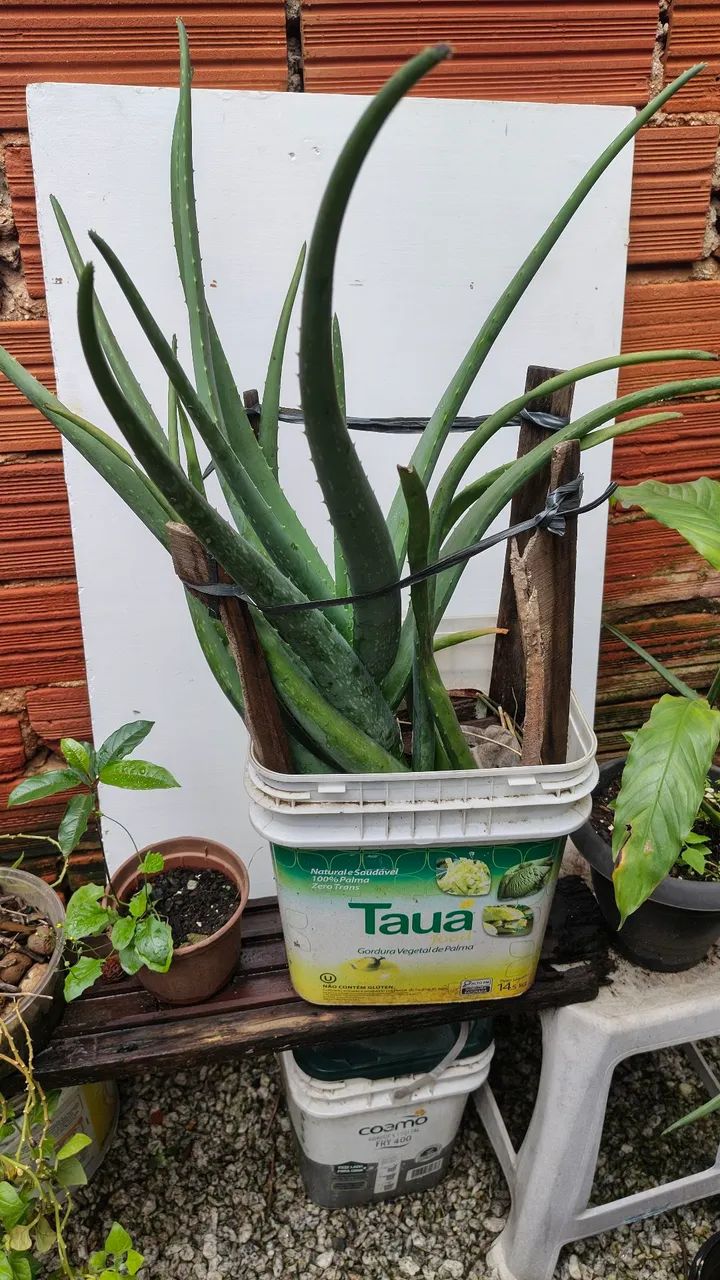 Babosa Aloe Vera  - Foto 4