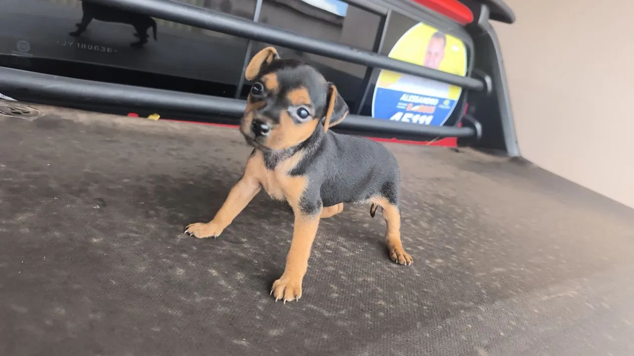 Pinscher fêmea  - Foto 3