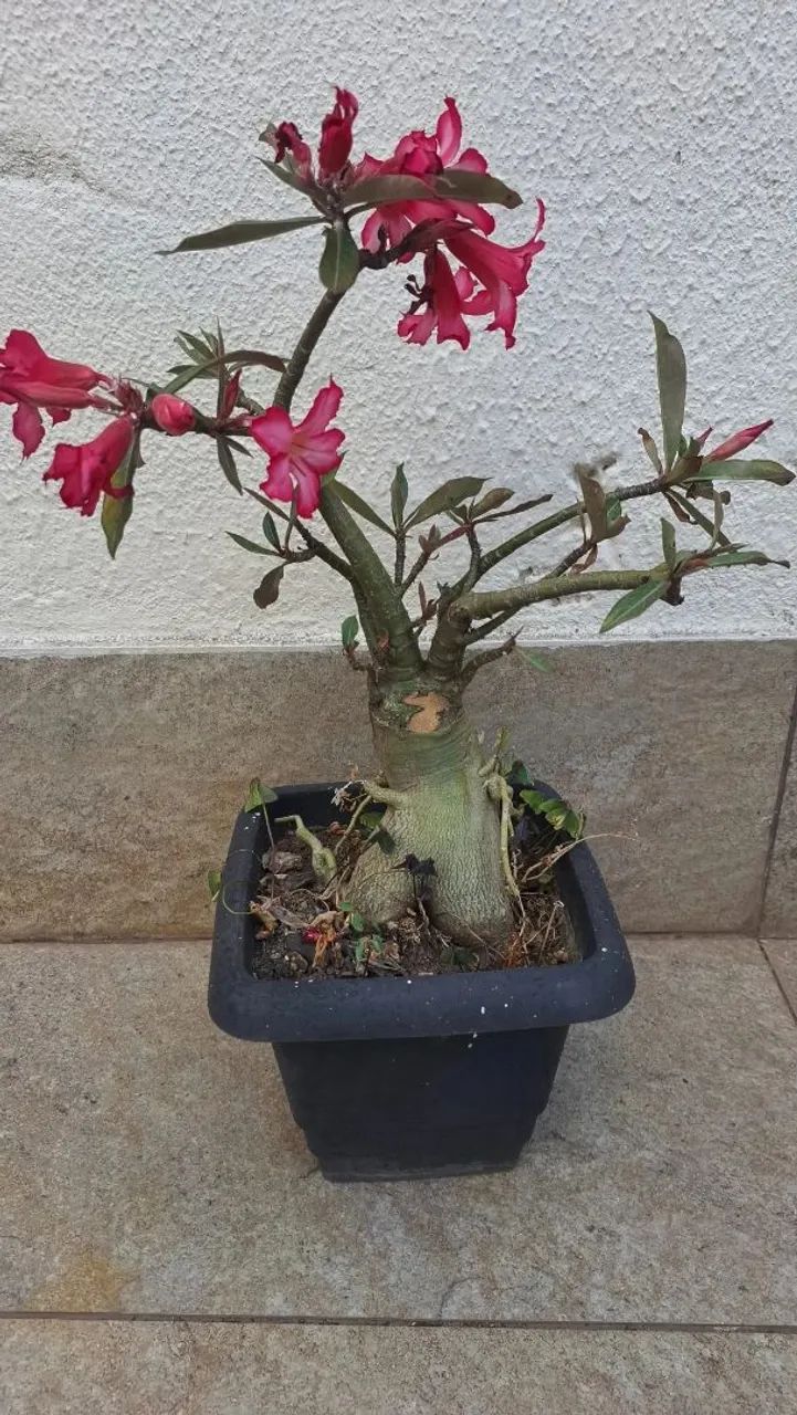 Rosa do deserto  - Foto 2