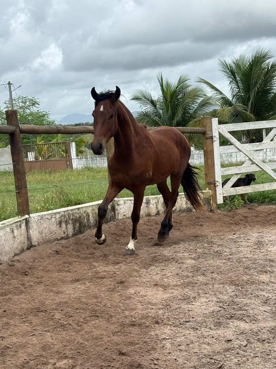 Cavalo / potro mangalarga marchador  