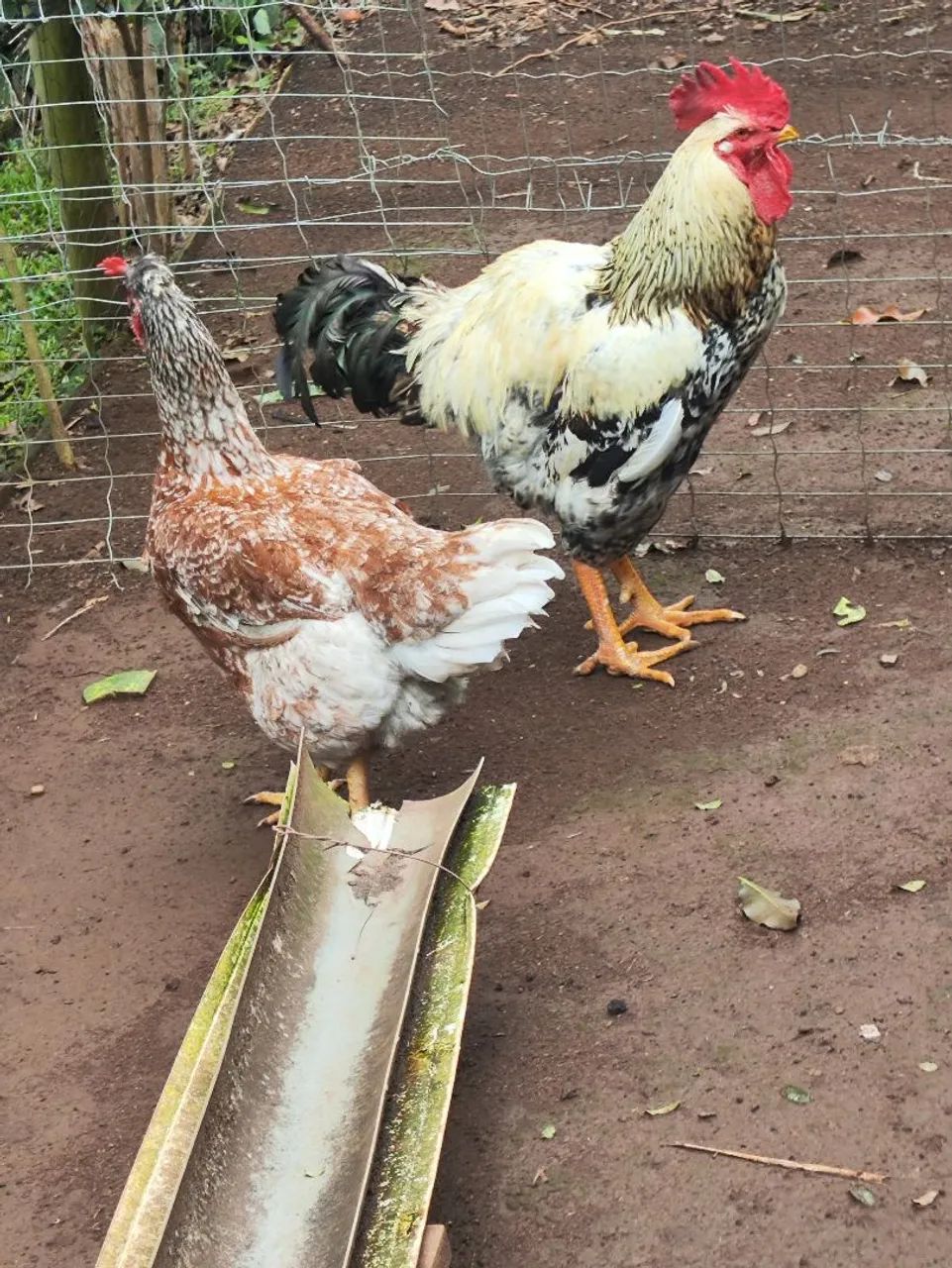 Galinha  - Foto 4