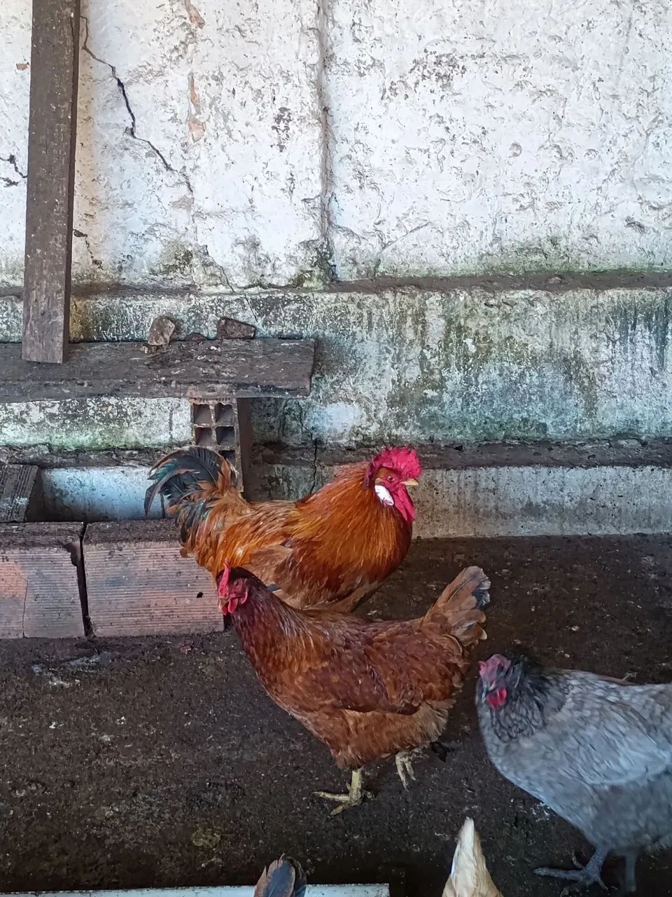 Galos  - Foto 4