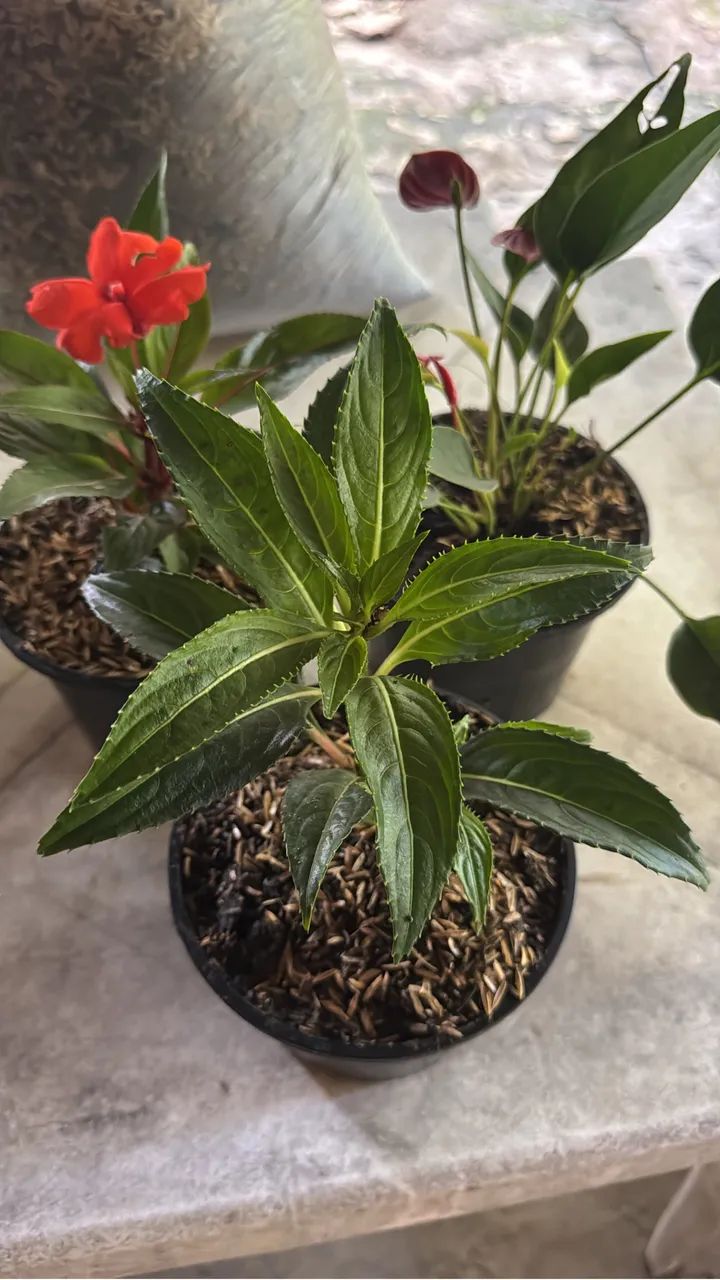 Plantas - Foto 2