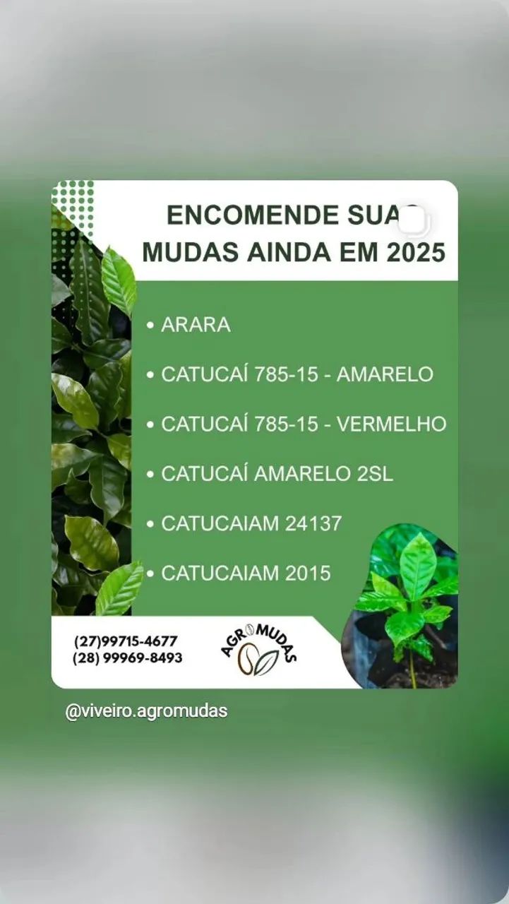 Mudas de café pronta entrega  - Foto 4