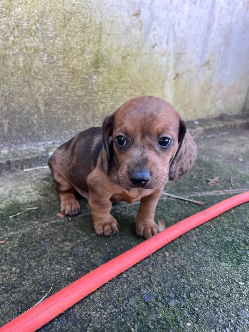 Basset MACHO  - Foto 3