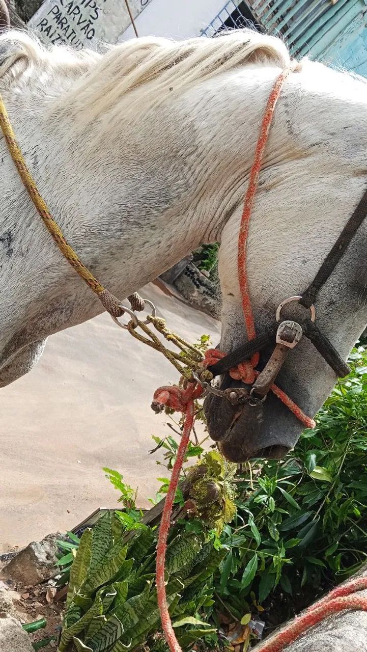 Vendo cavalo mangalarga inteiro registrado - Foto 2