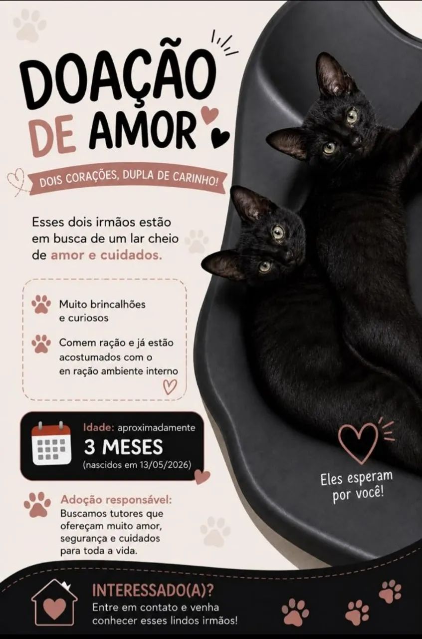 Doação gato macho 