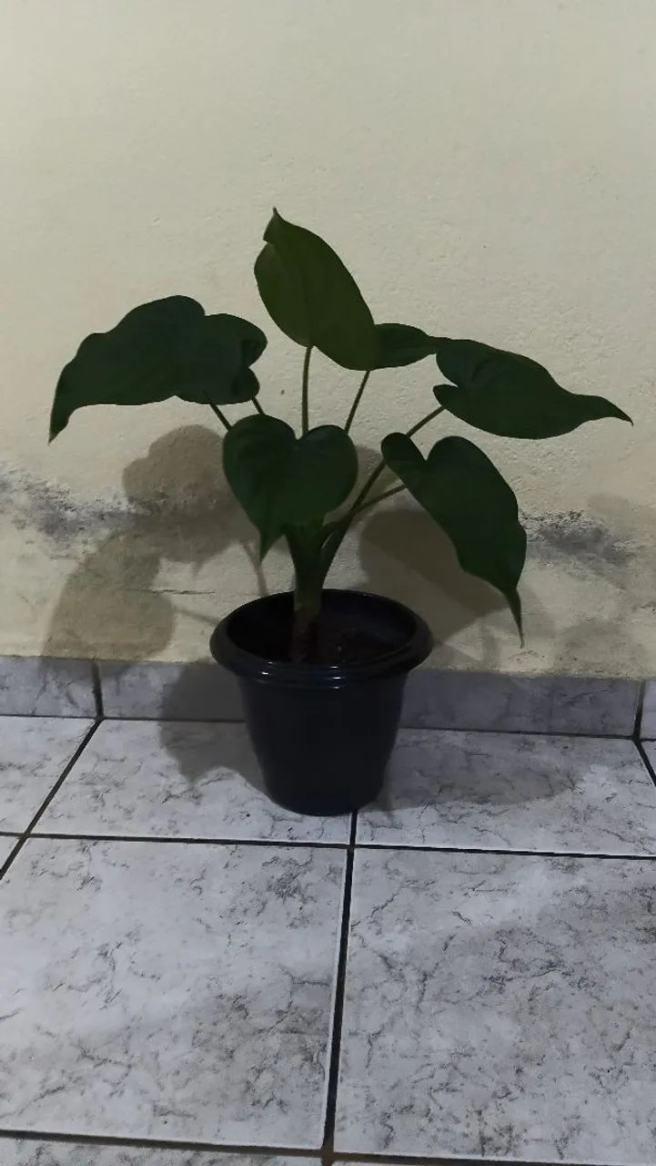 Plantas de vasos - Foto 2