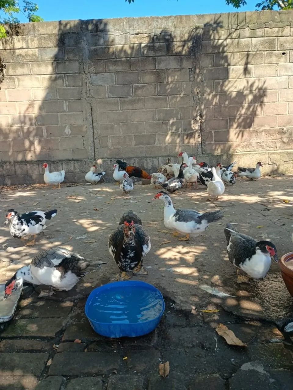 Vendo Patos, macho/ femea. - Foto 2