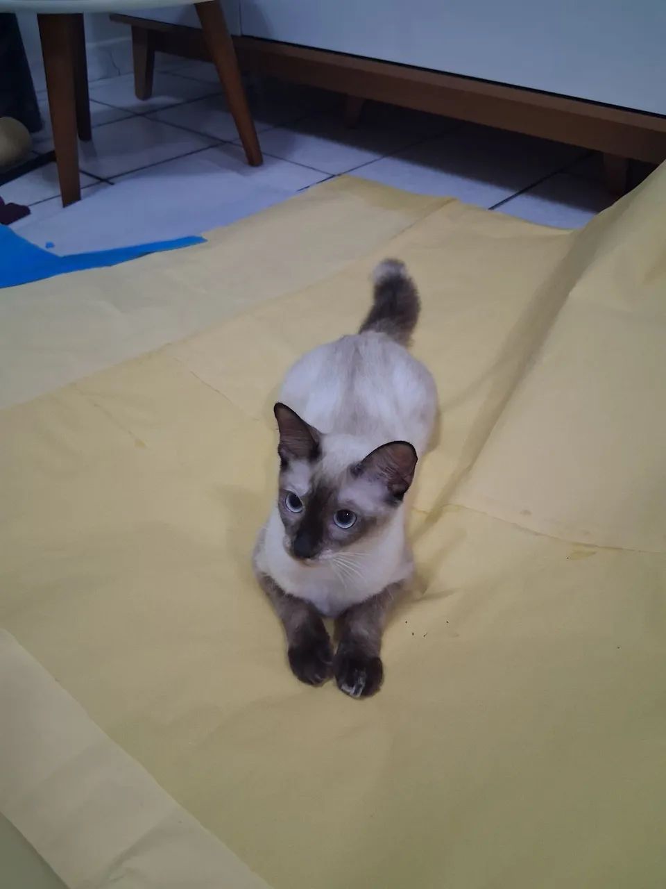 Gata castrada para adoção responsável  - Foto 4