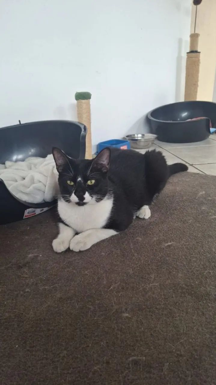 Adoção Responsável 