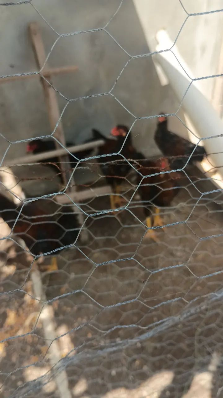 Frango caipira  - Foto 2