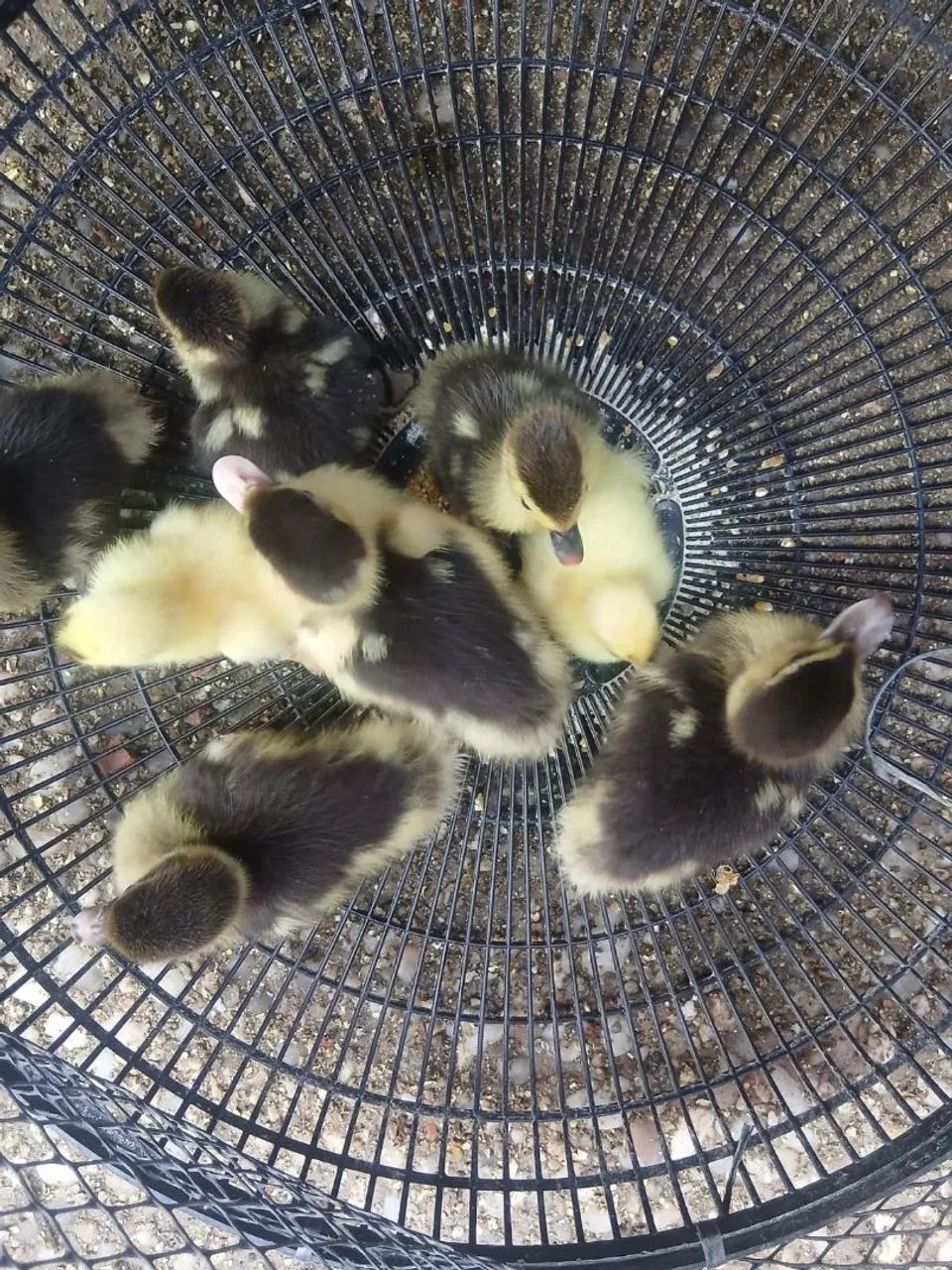 Vendo patinho e pintinho  - Foto 5