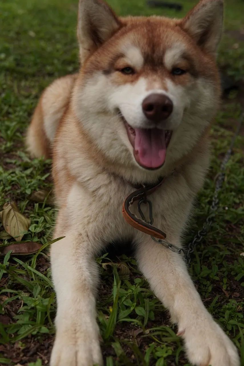 Huskys Siberianos - Foto 4