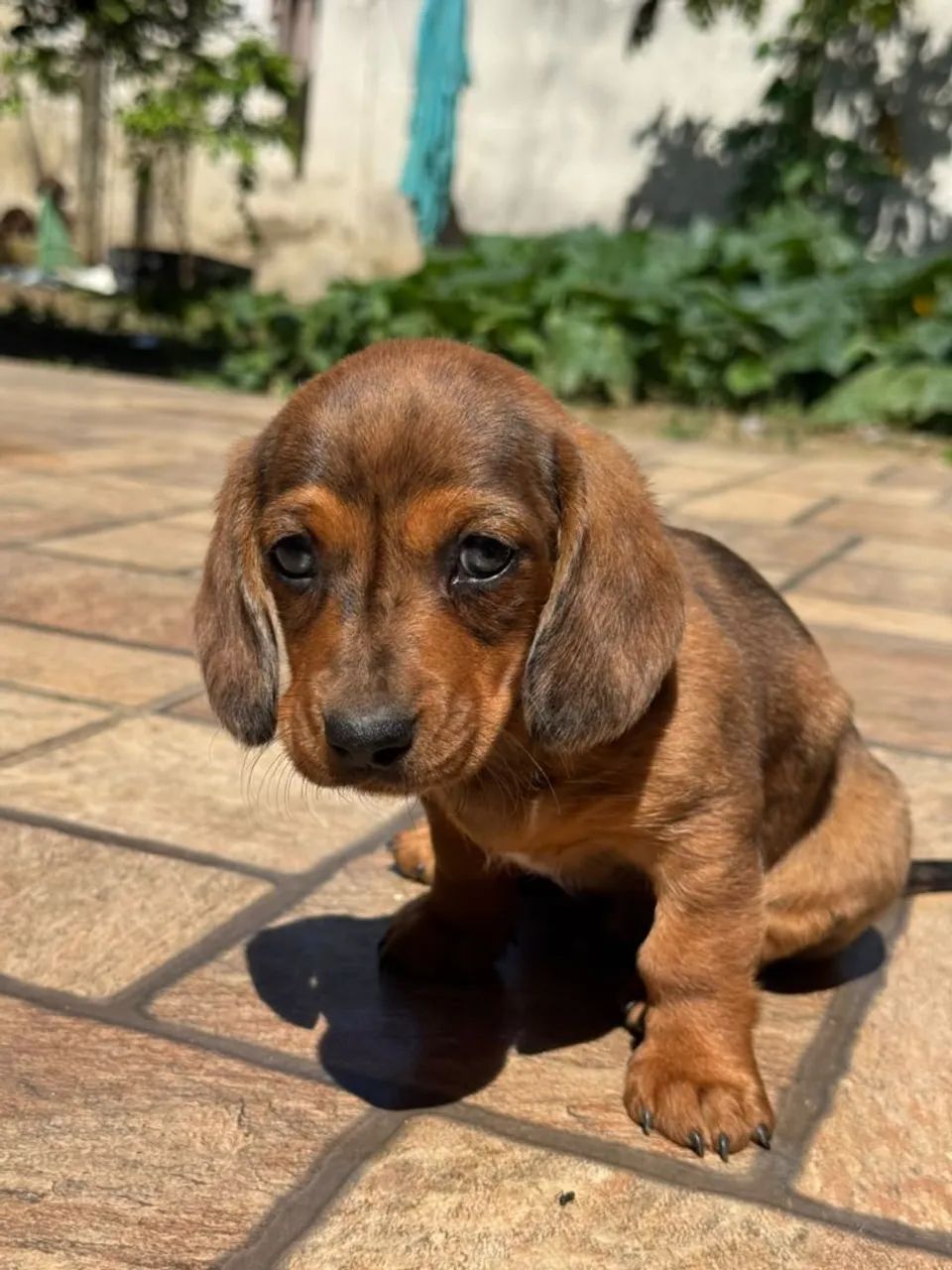 Basset  - Foto 2