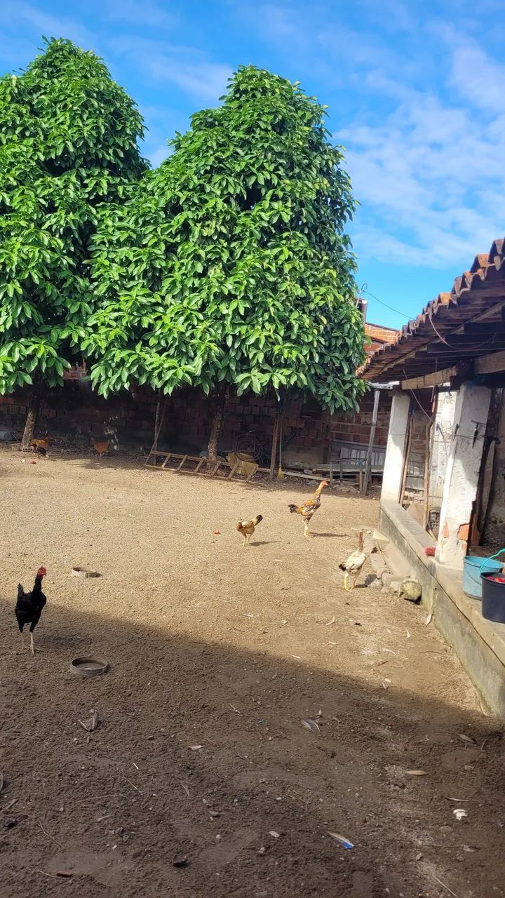 TERRENO GRANDE E DE QUALIDADE  - Foto 2