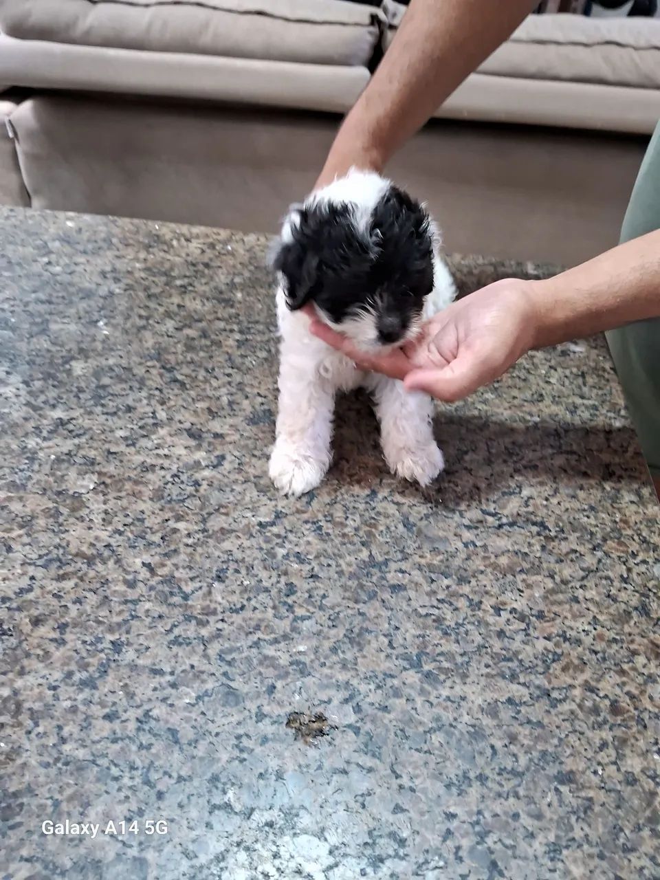 Filhotes de poodle com maltes  - Foto 2