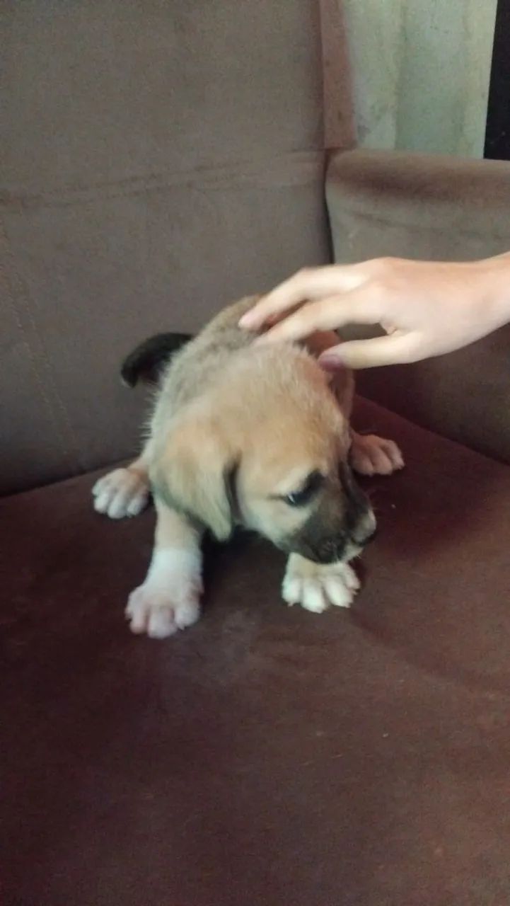 Cachorra  - Foto 3