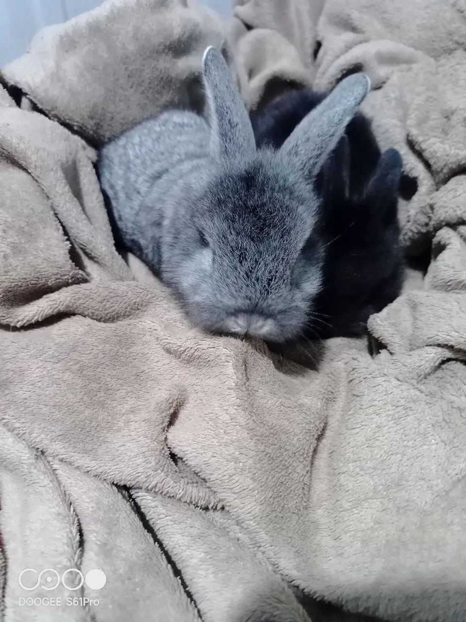 Coelhos de estimação 
