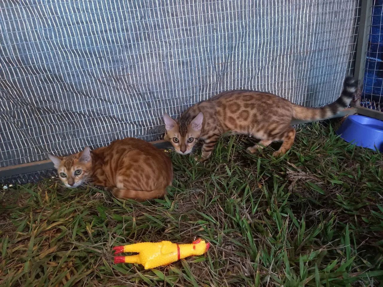 BENGAL c pedigree Tropicats  - Foto 2
