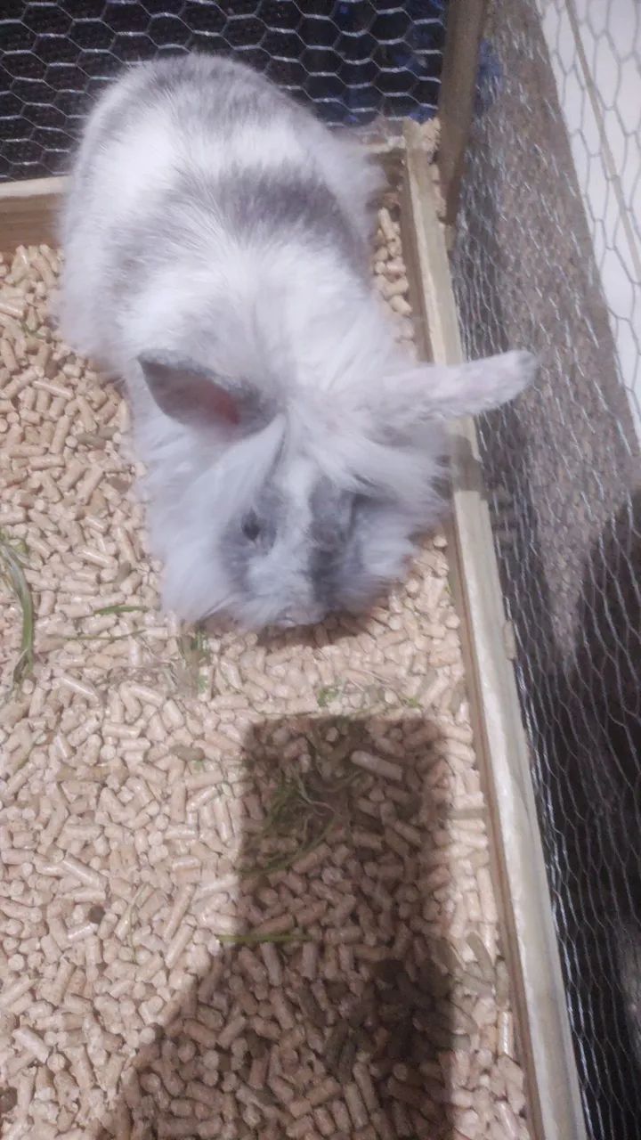 Doace mini coelha 