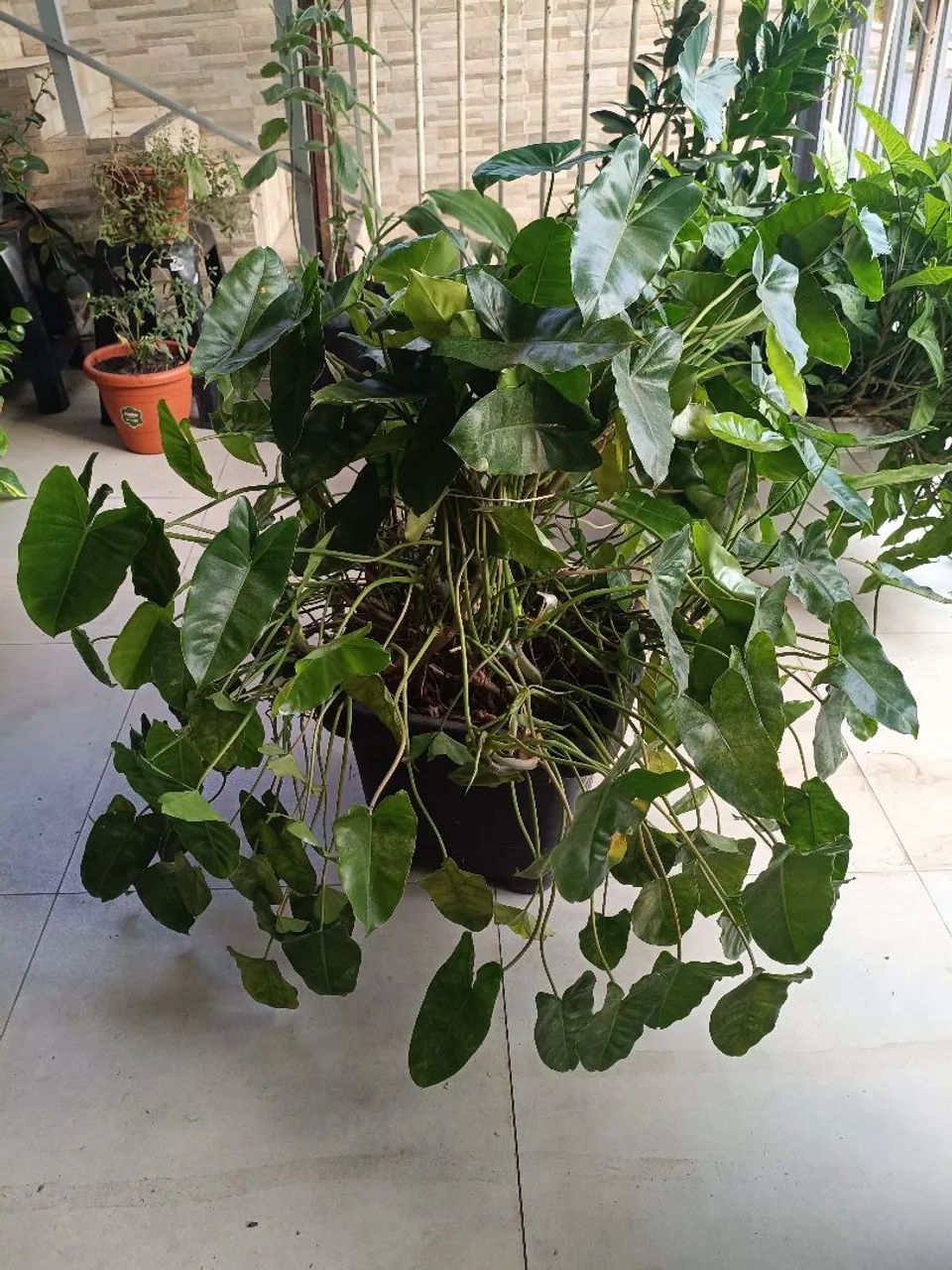 Planta 