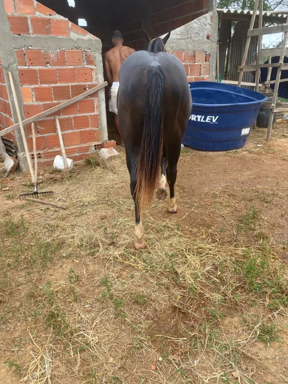 Cavalo a venda ou troca - Foto 3